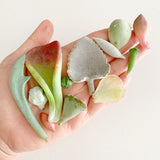 Assorted Succulent Leaves