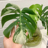 Plant - Variegated Monstera Deliciosa Plant