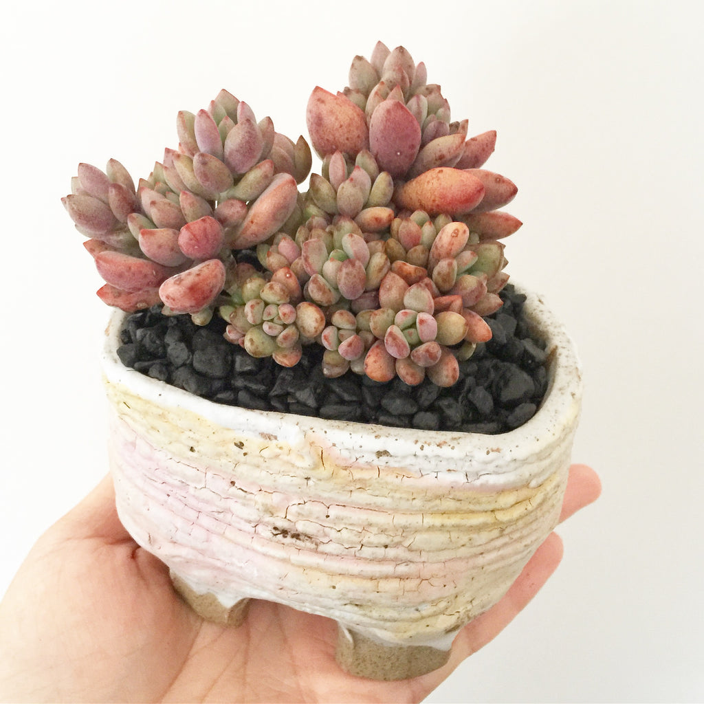Collector's Succulent Plant Handmade Watercolour Pot