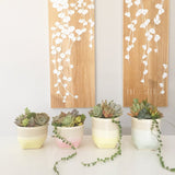 Assorted Succulent Garden Pastel Pot - Soul Made Boutique