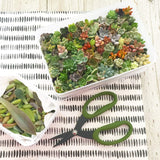 Assorted Succulent Leaves