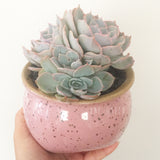 Collector's Succulent Plant Speckled Footed Pot