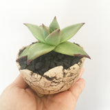 Collector's Succulent Plant Stoneware Pot