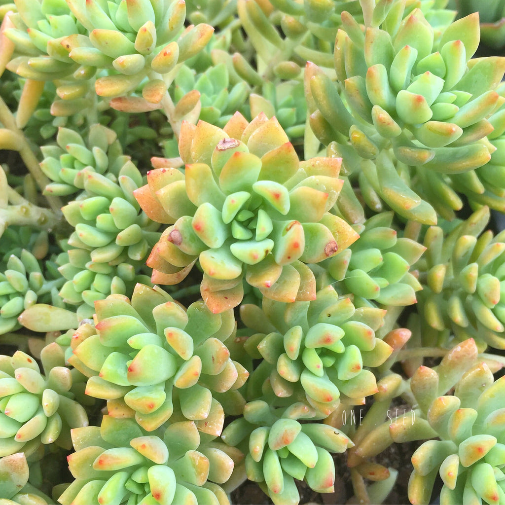 Plant - Graptosedum Joan Steele