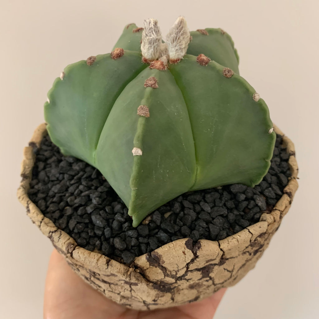 Collector's Succulent Plant Stoneware Pot