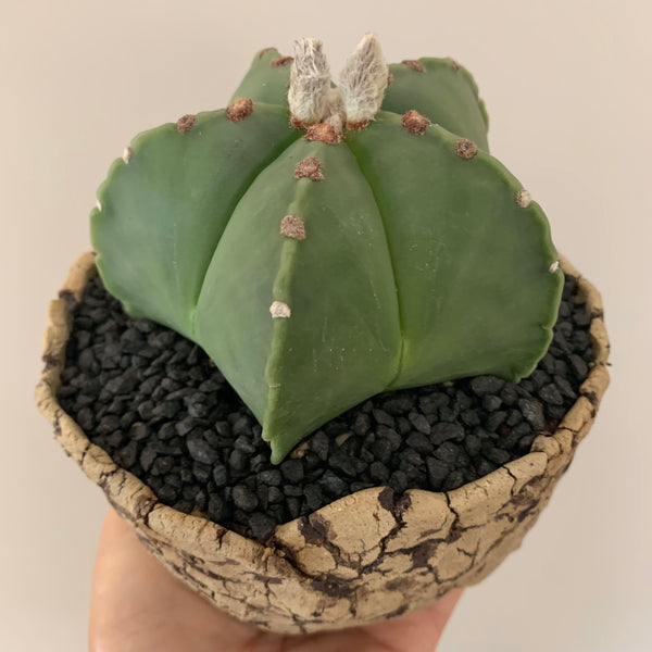 Collector's Succulent Plant Stoneware Pot