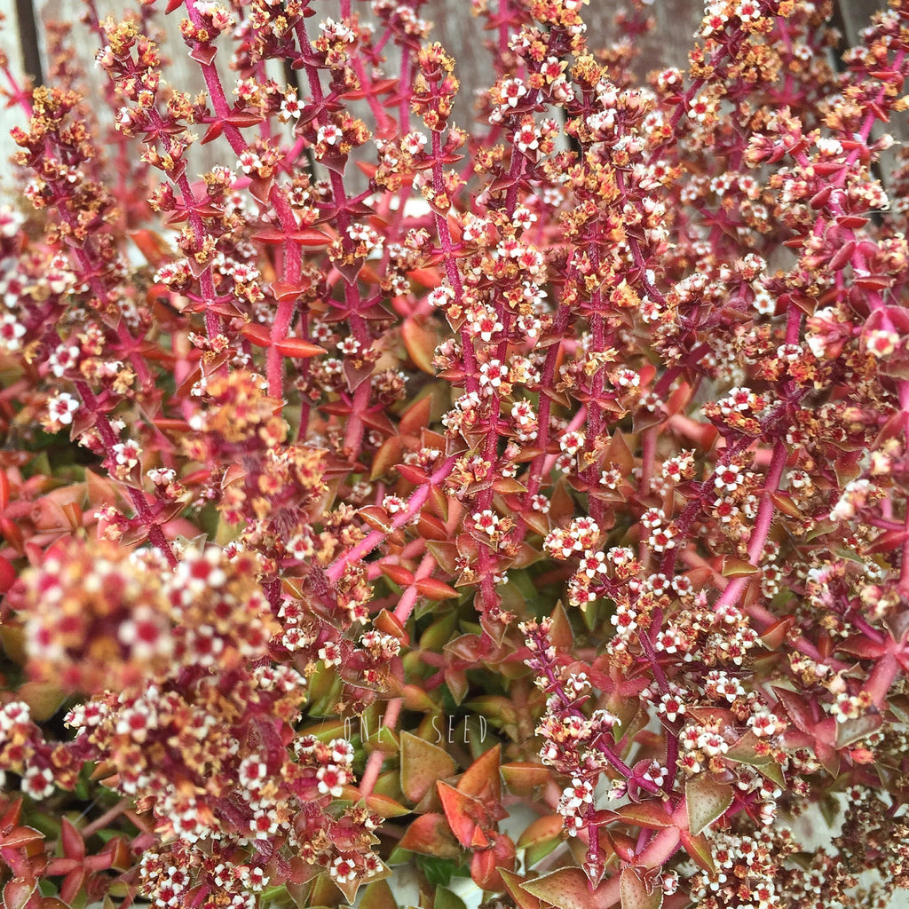 Plant - Crassula Alpestris
