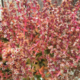 Plant - Crassula Alpestris