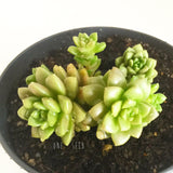 Plant - Cremnosedum Little Gem