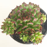 Plant - Sempervivum Oddity