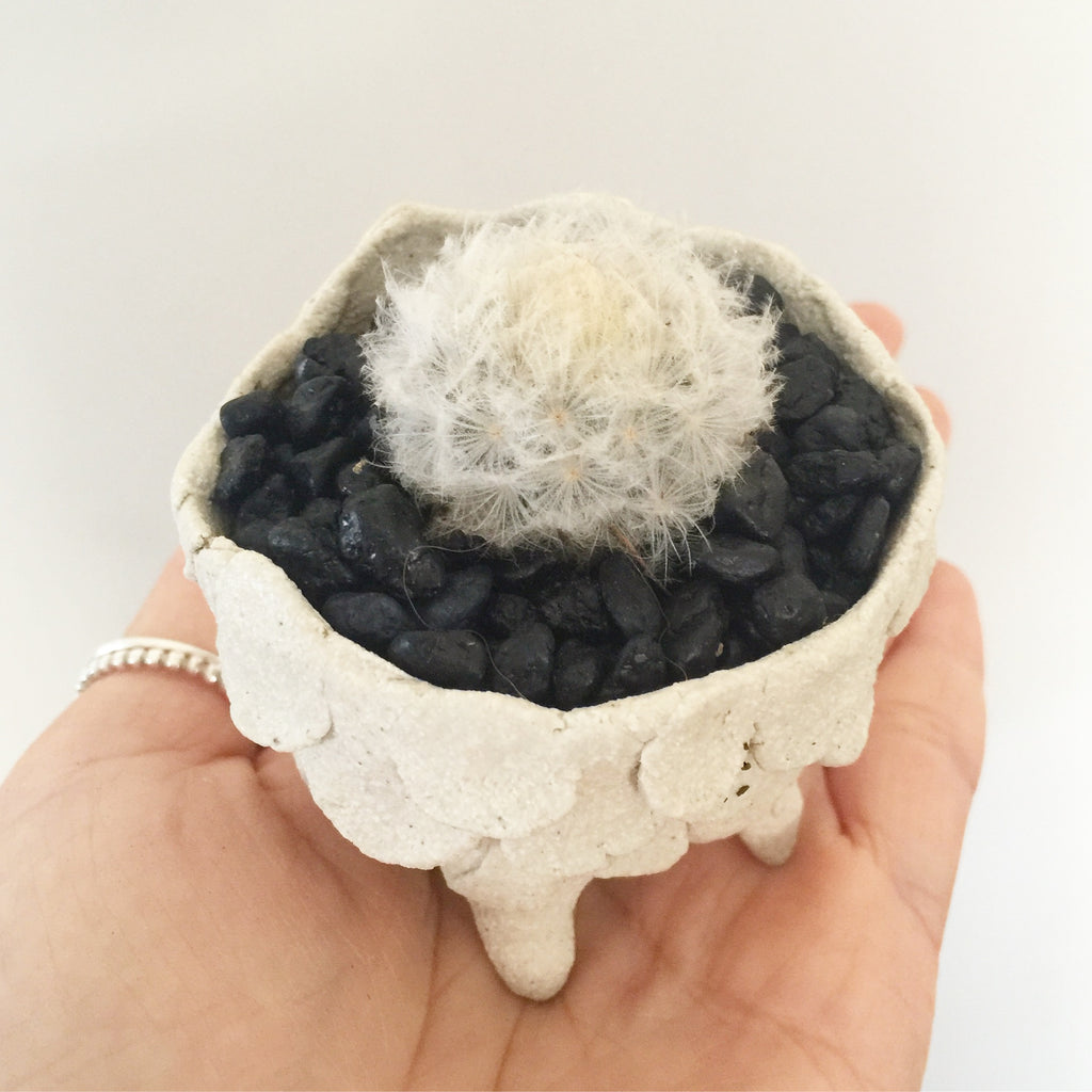 Collector's Succulent Plant Stoneware Pot