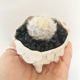 Collector's Succulent Plant Stoneware Pot