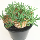 Plant - Euphorbia Japonica
