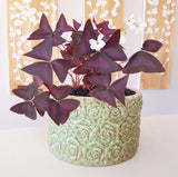 Plant - Oxalis Triangularis (Purple Shamrock)