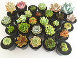 Plant - Sedeveria Darley Dale