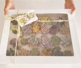 Assorted Succulent Cuttings (Rosette) Gift Box