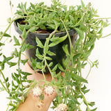 Plant - Senecio Peregrinus (Dolphin Necklace)