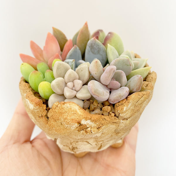 Adorable Footed Pot Garden Arrangement or Kit