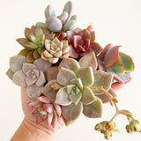 Assorted Succulent Cuttings (Pink, Purple, Peach)