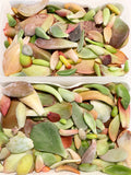 Assorted Succulent Leaves