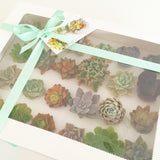 Assorted Succulent Cuttings (Rosette) Gift Box - Soul Made Boutique