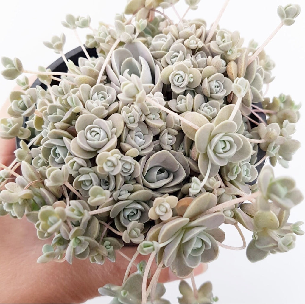 Plant - Chinese Dunce Cap (Orostachys Iwarenge)
