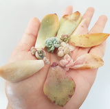 Assorted Succulent Leaves