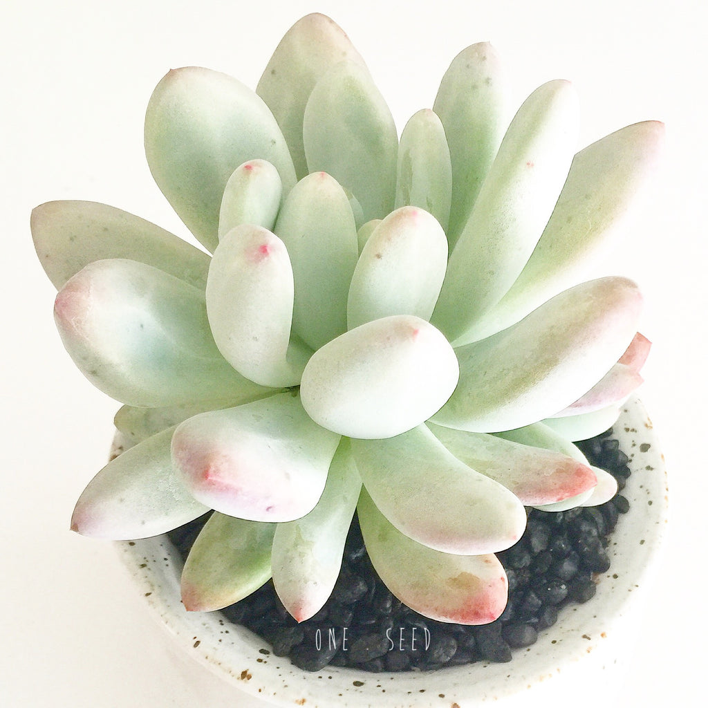 Collector's Succulent Plant Speckled Footed Pot