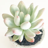 Collector's Succulent Plant Speckled Footed Pot