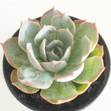 Plant - Echeveria Morning Light