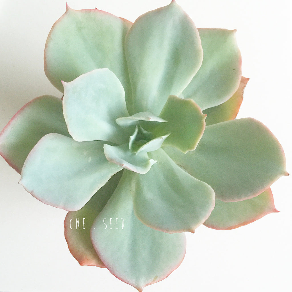 Plant - Echeveria Capri