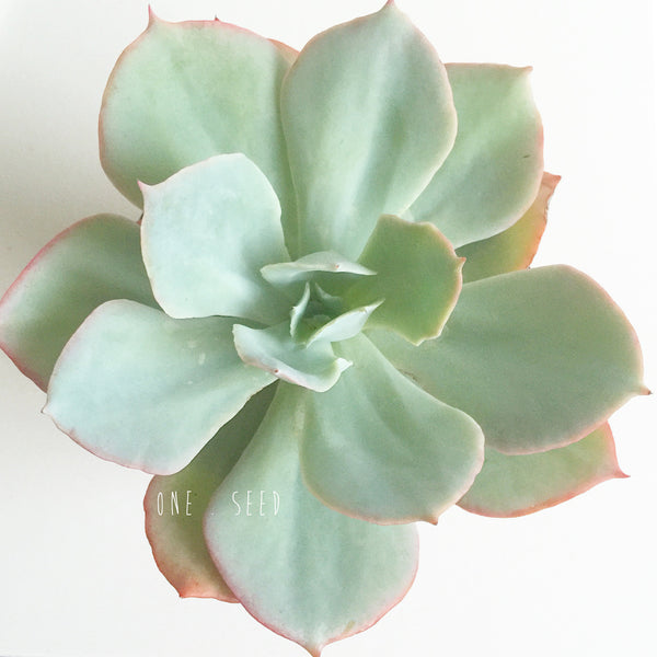 Plant - Echeveria Capri