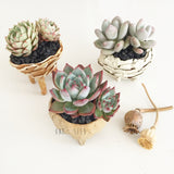Collector's Succulent Plant Stoneware Pot