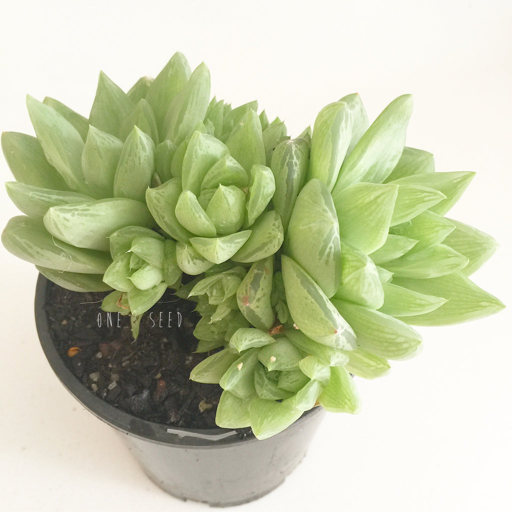 Plant - Haworthia Sp
