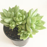 Plant - Haworthia Sp