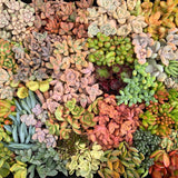 Assorted Succulent Cuttings (Miniatures) Wooden Gift Box