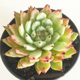 Plant - Echeveria Cuspidata var Zaragozae