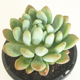 Plant - Pachyphytum Clavifolia