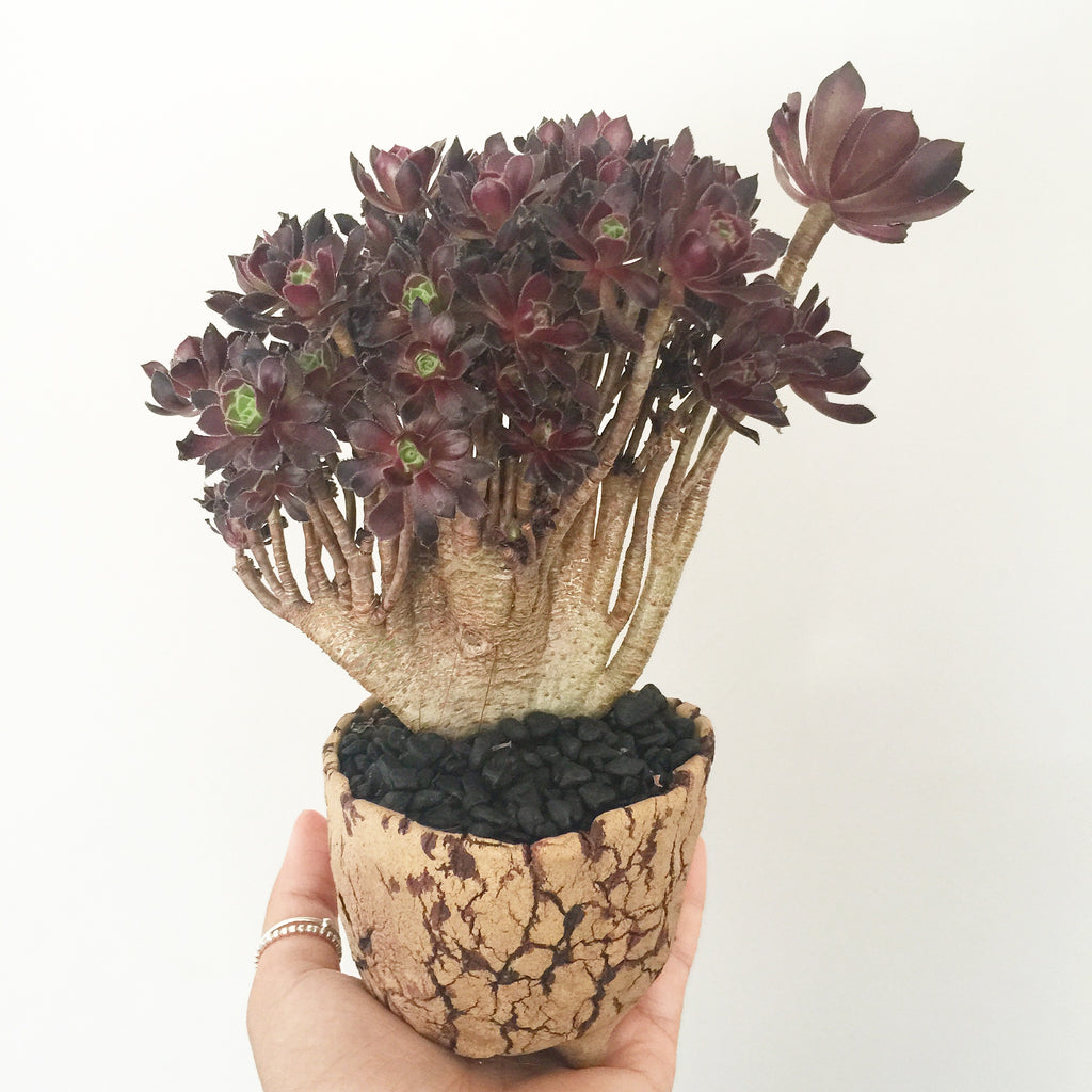 Collector's Succulent Plant Stoneware Pot