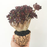 Collector's Succulent Plant Stoneware Pot