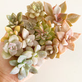 Assorted Succulent Cuttings (Pink, Purple, Peach)