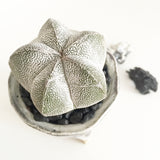 Collector's Succulent Plant Handmade Watercolour Pot