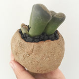 Collector's Succulent Plant Stoneware Pot