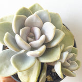 Plant - Graptoveria Margaret Rose