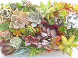 Assorted Succulicious Starter Pack - Soul Made Boutique