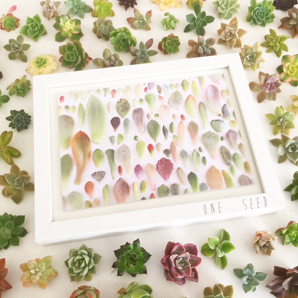 Succulent Print Pure