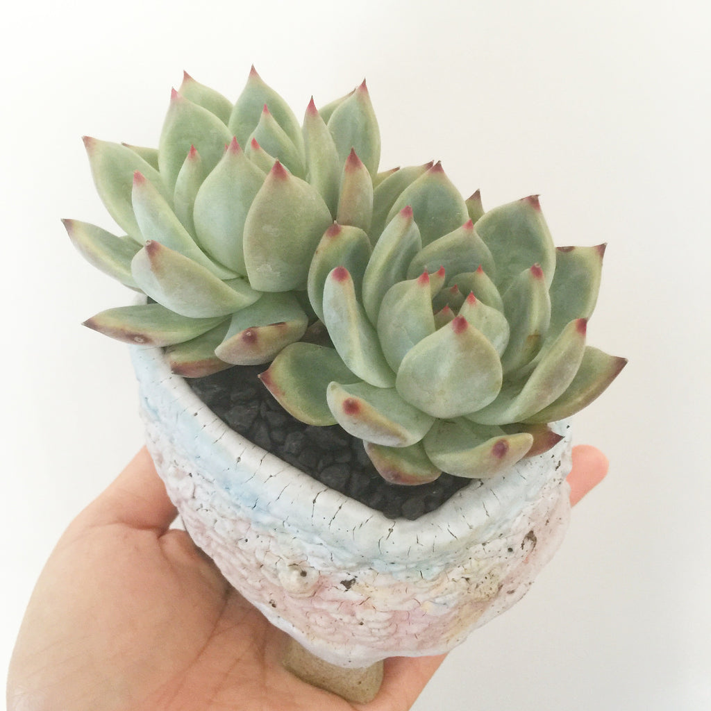Collector's Succulent Plant Handmade Watercolour Pot