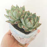 Collector's Succulent Plant Handmade Watercolour Pot