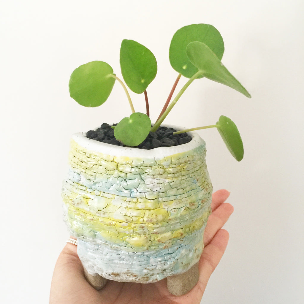 Collector's Succulent Plant Handmade Watercolour Pot