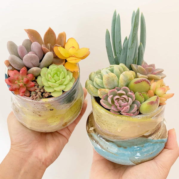 Assorted Succulent Garden Colourful Hand Painted Pot